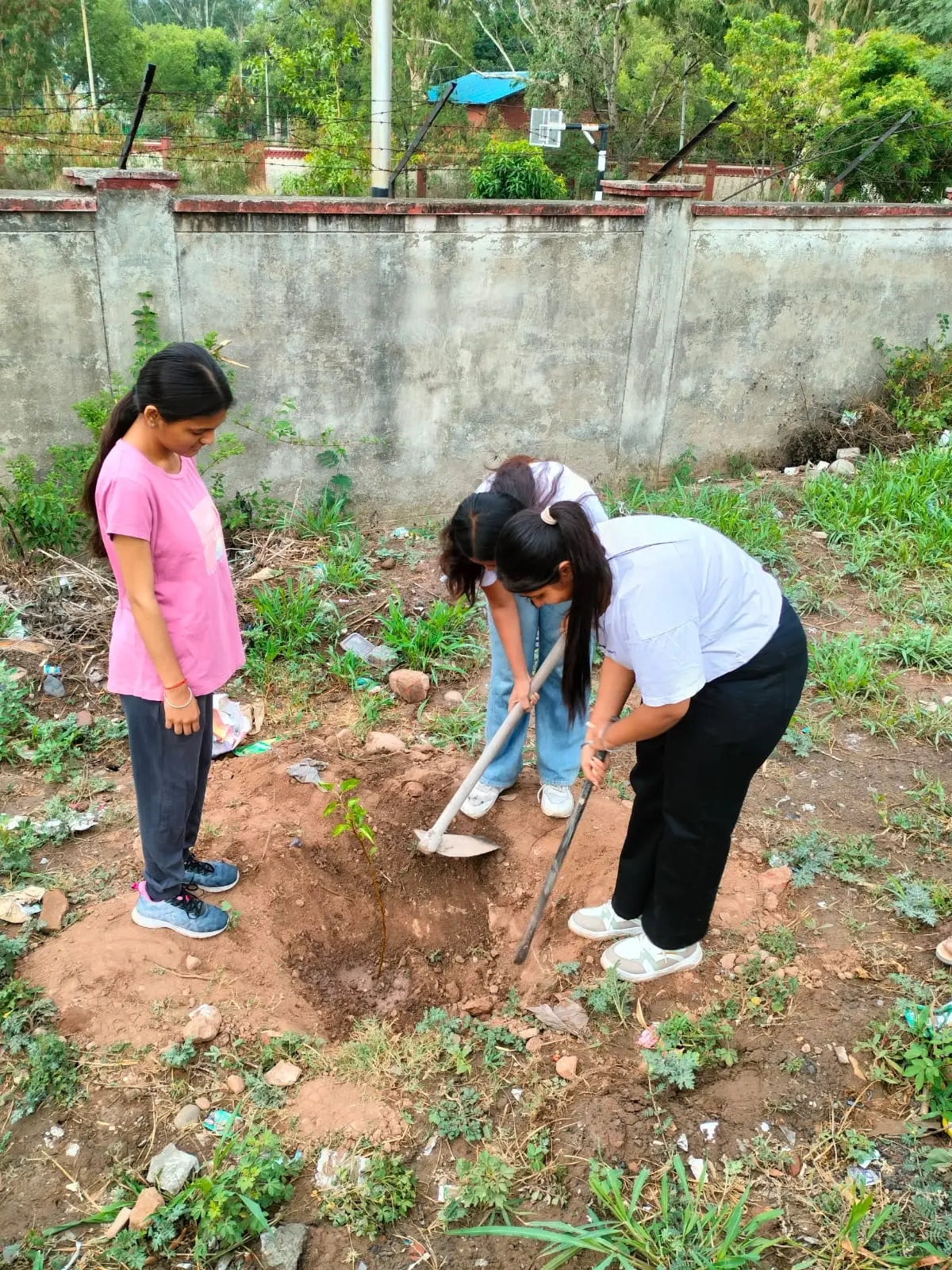 Students digging a pit to plant a sapling